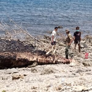 Polsek Wera Evakuasi Bangkai Paus Sperma Terdampar di Pantai Nangawera