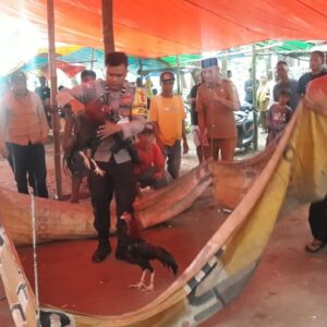 Arena Judi Sabung Ayam di Grebek Polsek Woha Amankan Dua Ekor Ayam Aduan Para Pelaku Lari Kocar-kacir