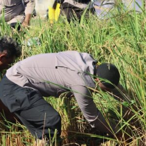 Mendukung Ketahanan Pangan Nasional, Kapolres Bima AKBP Eko Sutomo S.I.K.,M.I.K., Pimpin Panen Padi di Mapolsek Woha