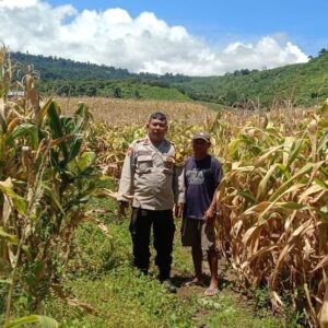Bersama Masyarakat Sukseskan Swasembada Pangan, Bhabinkamtibmas Polsek Tambora Rutin Dampingi Petani
