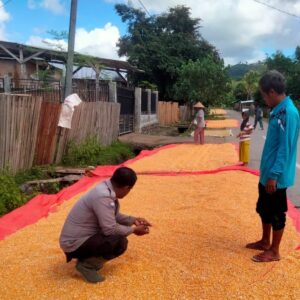 Wujud Pendampingan Ke Petani dan Sukseskan Program Prioritas Presiden, Bhabinkamtibmas Polsek Monta Bantu Jemur Jagung Warga