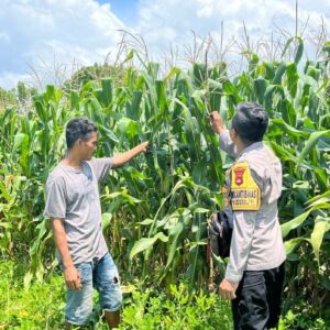 Ketahanan Pangan Nasional, Bhabinkamtibmas Polsek Tambora Cek Progres Tanaman Jagung di Lahan Milik Warga