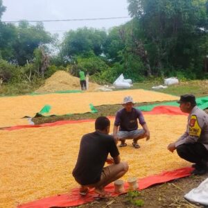 Proaktif Mendukung Ketahanan Pangan Nasional, Bhabinkamtibmas Polsek Soromandi Bantu Proses Penjemuran Jagung