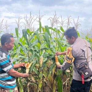 Bhabinkamtibmas Polsek Tambora Pantau Pertumbuhan Tanaman Jagung Milik Warga Binaan Dukung Ketahanan Pangan Nasional