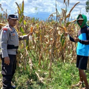 Dorong Kemandirian Pangan, Bhabinkamtibmas Polsek Woha Intens Cek Progres Tanaman Jagung Warga