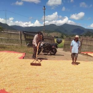 Dampingi dan Motivasi Petani Dalam Program Ketahanan Pangan Nasional Bhabinkamtibmas Polsek Woha Bantu Jemur Jagung Warga