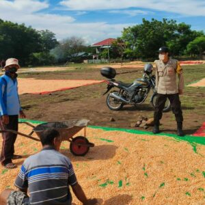 Bantu Jemur Jagung Warga Binaan, Langkah Bhabinkamtibmas Polsek Donggo Sukseskan Swasembada Pangan