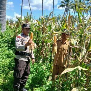 Ketahanan Pangan Nasional, Bhabinkamtibmas Polsek Woha Tinjau Kondisi Tanaman Jagung Warga