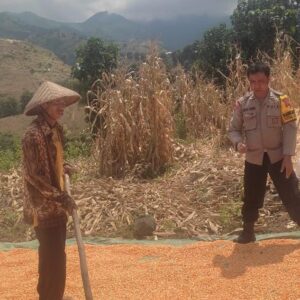 Bantu Proses Penjemuran Jagung Warga Binaan Bhabinkamtibmas Polsek Donggo Sukseskan Swasembada Pangan