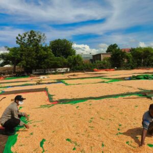 Komitmen Polri Dukung Ketahanan Pangan Nasional, Bhabinkamtibmas Polsek Donggo Pantau dan Dampingi Petani