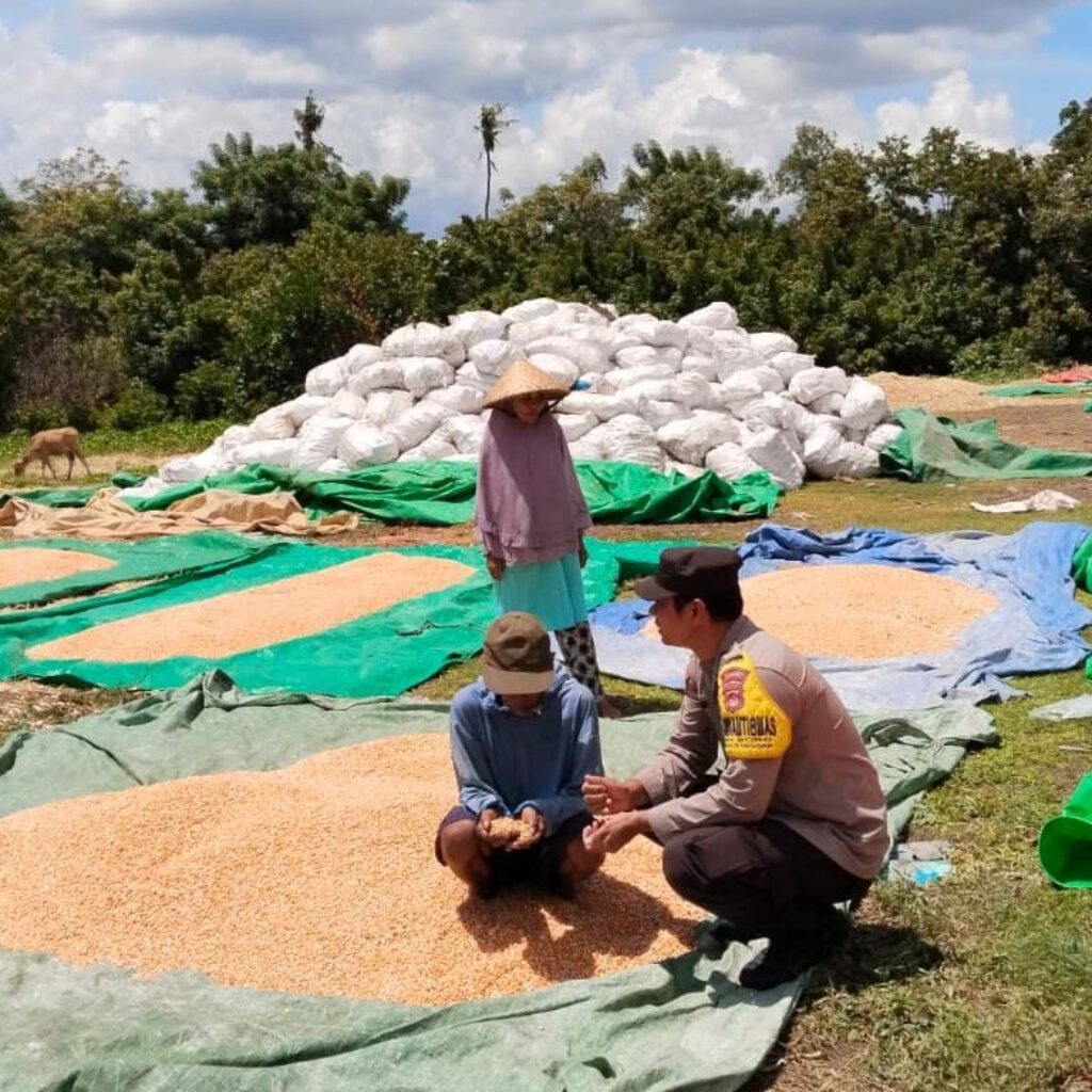 Bhabinkamtibmas Polsek Sanggar, Pantau dan Bantu Jemur Jagung Warga di Desa Binaan
